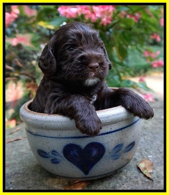 Sundae Trapper pups 3 wks old 161