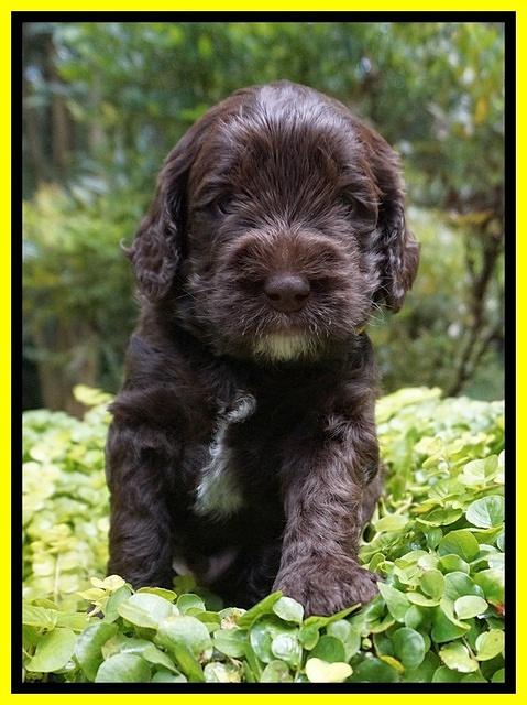 Sundae Trapper pups 4 wks old 181