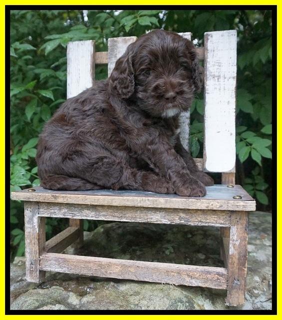 Sundae Trapper pups 4 wks old 191