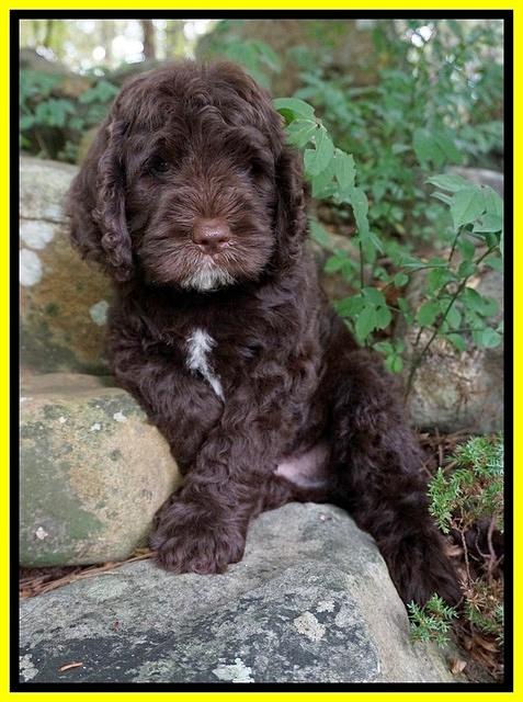 Sundae Trapper pups 8 wks old 271
