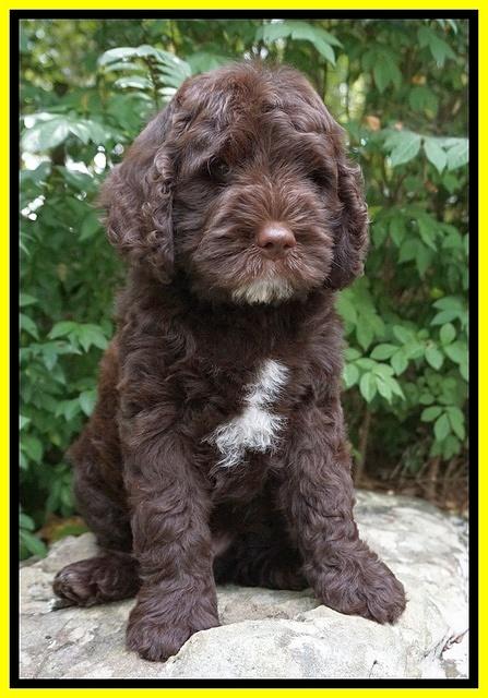 Sundae Trapper pups 8 wks old 291