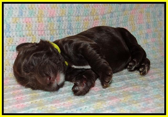 Sundae Trapper pups one week old 131