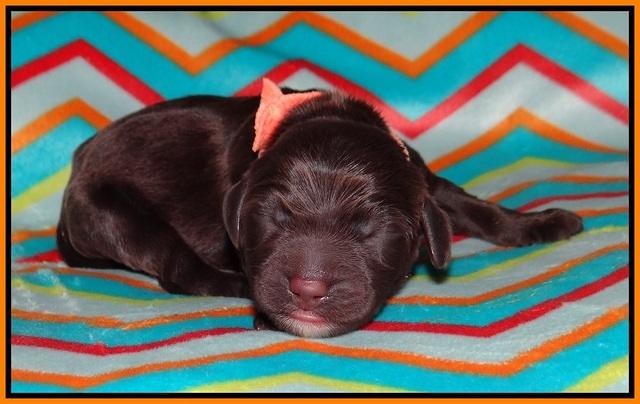 Sundae Trapper Newborn 171