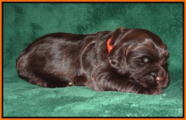 Sundae Trapper pups 2 wks old 261