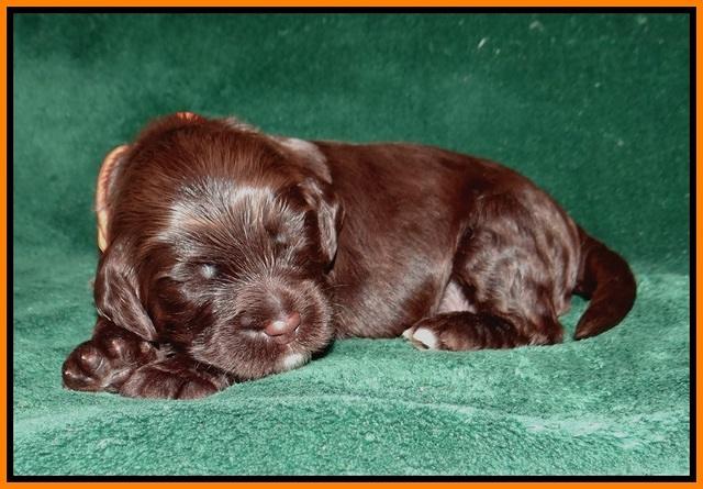 Sundae Trapper pups 2 wks old 271