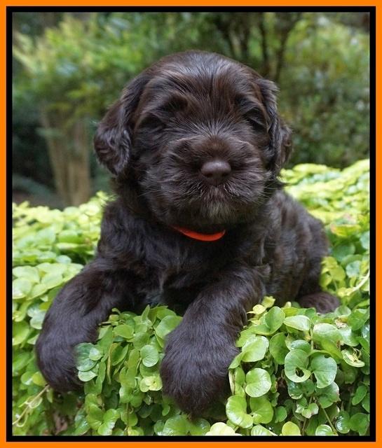 Sundae Trapper pups 4 wks old 241