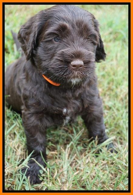 Sundae Trapper pups 5 wks old 331
