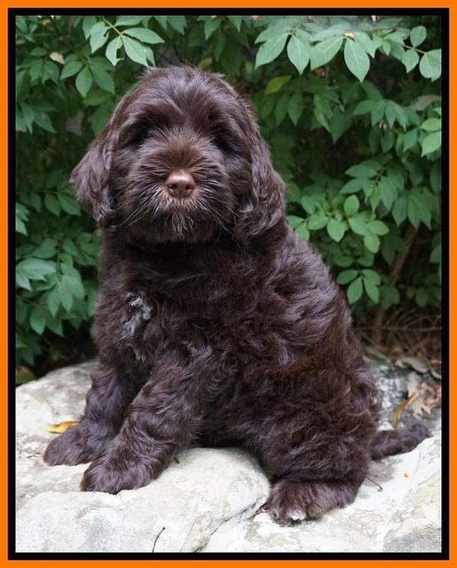 Sundae Trapper pups 8 wks old 261