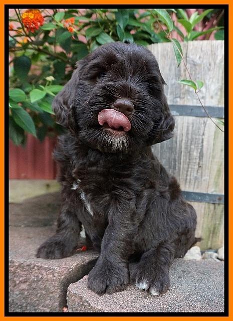 Sundae Trappers pups 6 wks old 241