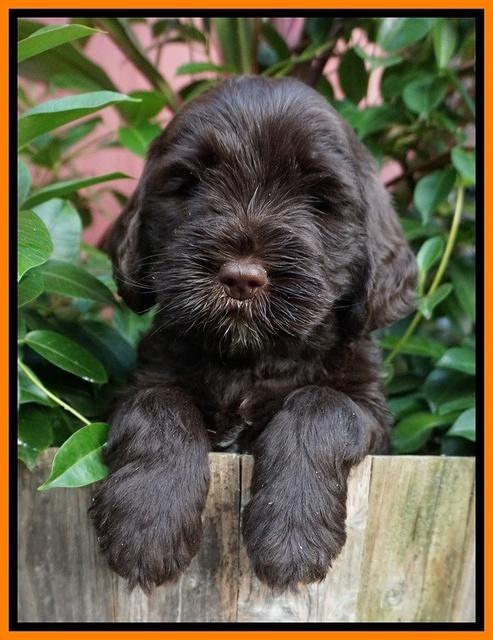 Sundae Trappers pups 6 wks old 251