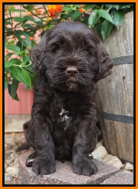 Sundae Trappers pups 6 wks old 261