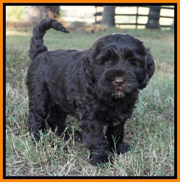 Sundae Trappers pups 7 wks old 321