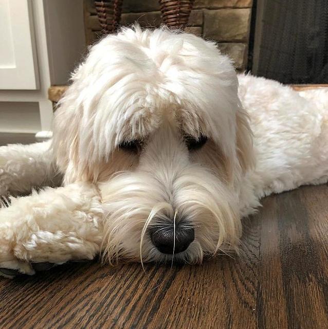 Trapper down cute face