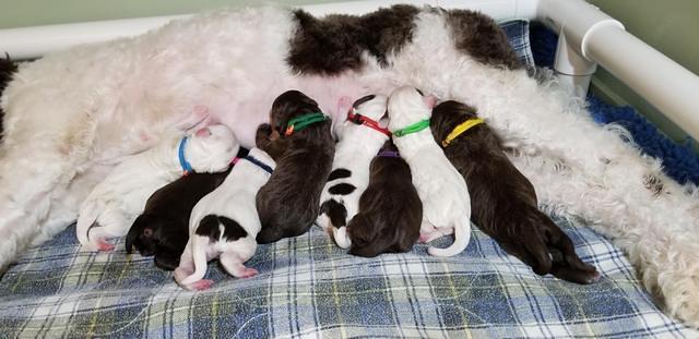 Sundae Newborn puppies 1