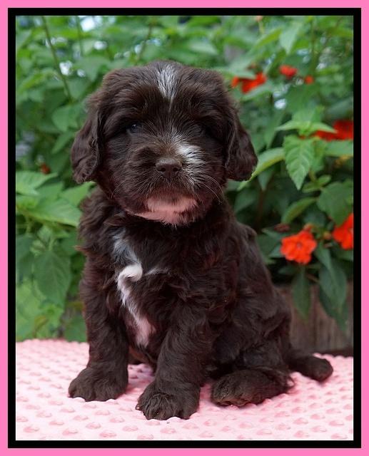 Sundae Camo Pups 5 wks old 61