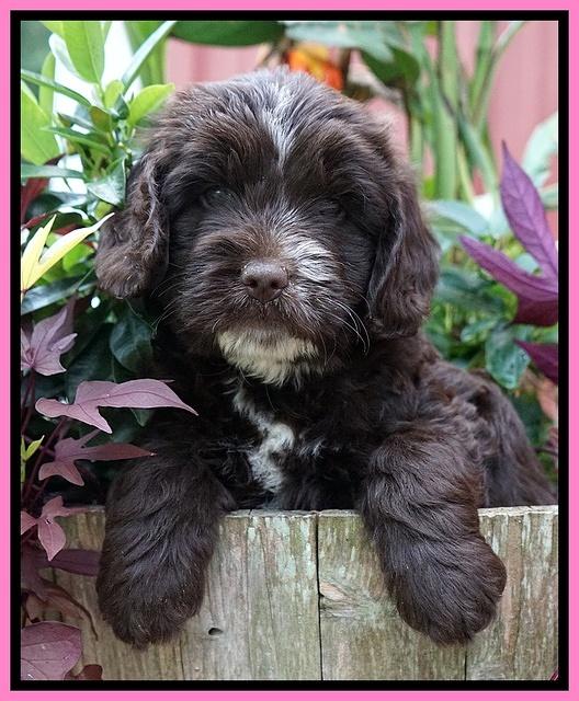 Sundae Camo pups 6 wks old 11
