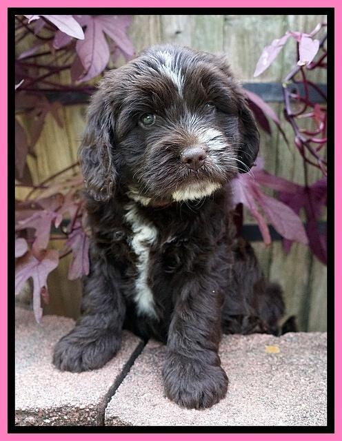 Sundae Camo pups 6 wks old 21