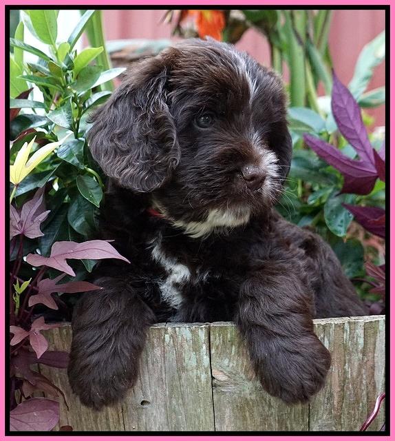 Sundae Camo pups 6 wks old 41