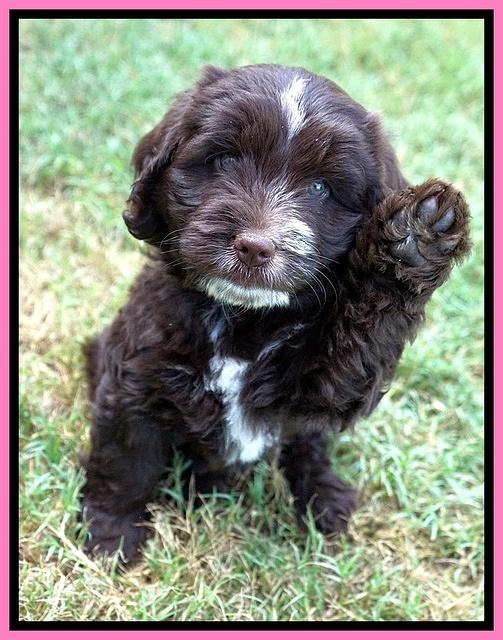 Sundae Camo pups 7 wks old 71
