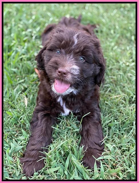Sundae Camo pups 7 wks old 91