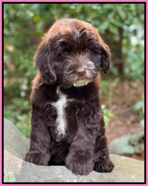 Sundae Camo pups 8 wks old 101