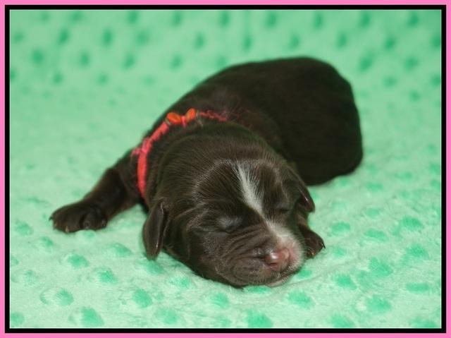 Sundae Camo pups Newborn 11