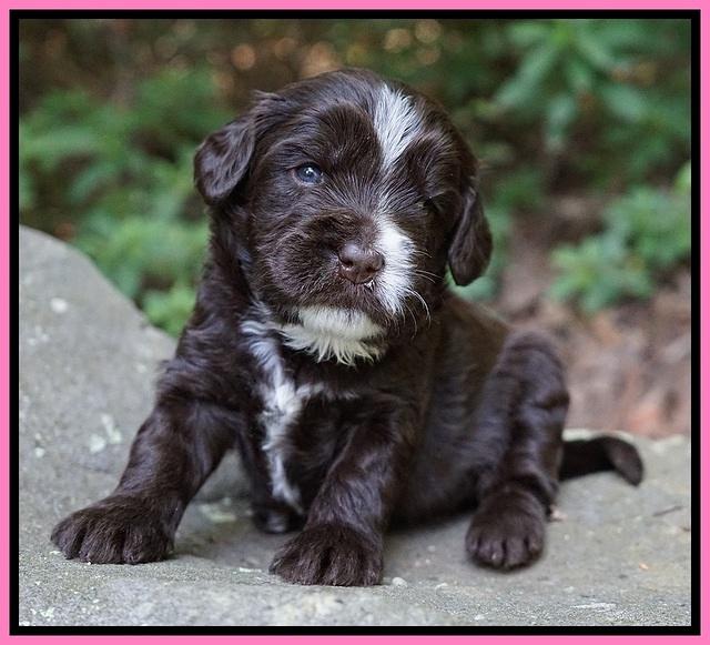 Sundae Dansby pups 3 wks old 31