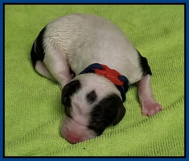 Newborn Sundae Camo Blue boy