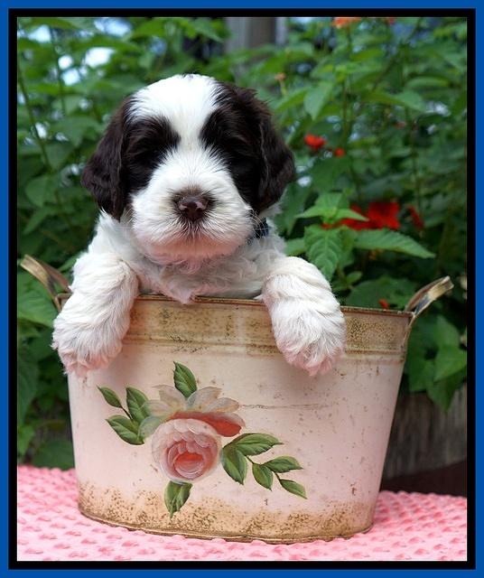 Sundae Camo Pups 5 wks old 91