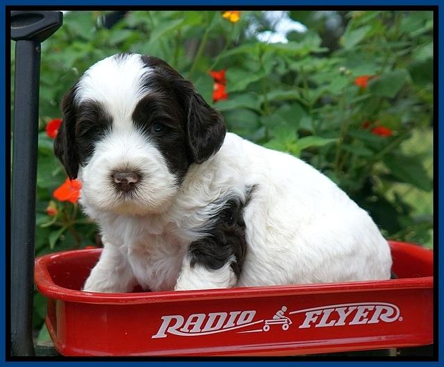 Sundae Camo pups 4 wks old 11