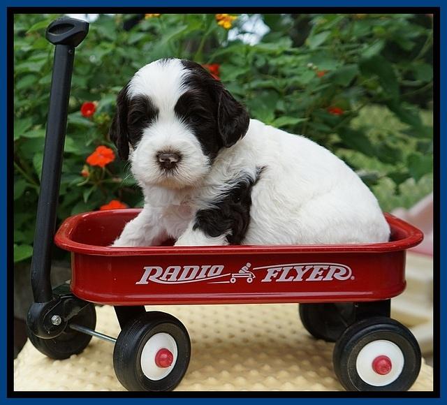 Sundae Camo pups 4 wks old 31