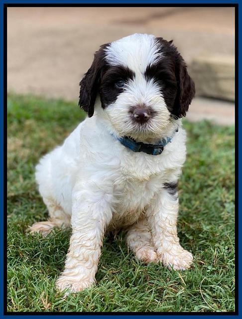 Sundae Camo pups 6 wks old 81