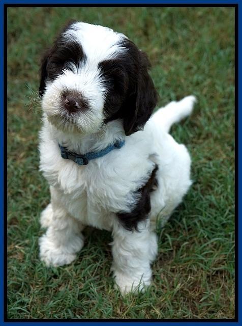 Sundae Camo pups 7 wks old 11