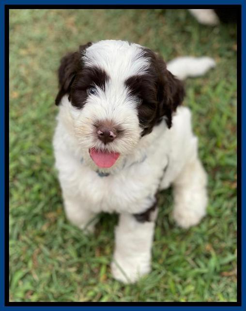 Sundae Camo pups 7 wks old 51