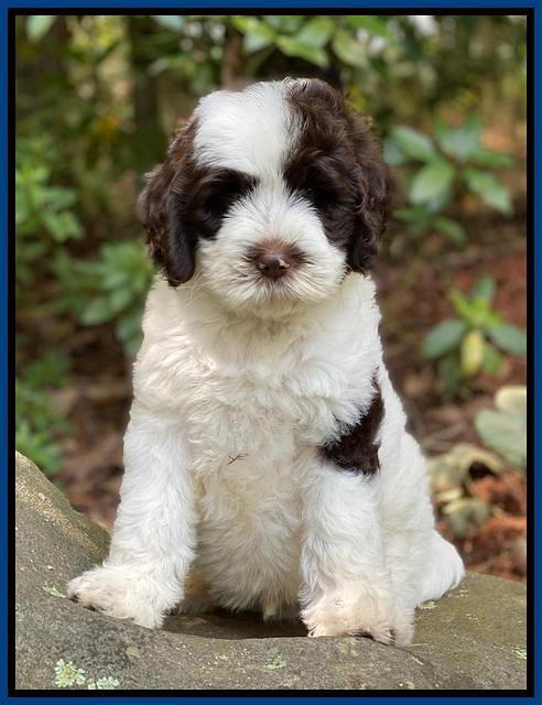 Sundae Camo pups 8 wks old 8100