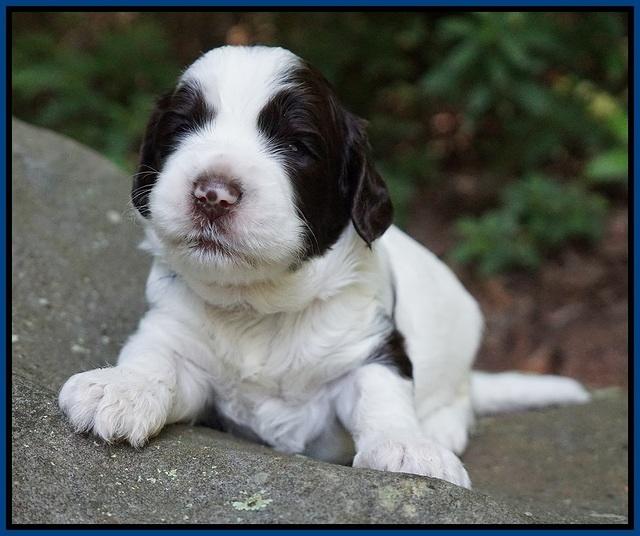 Sundae Dansby pups 3 wks old 51