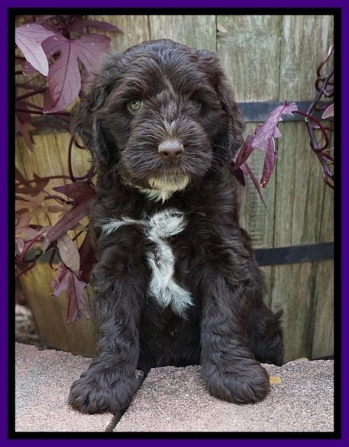 Sundae Camo pups 6 wks old 131