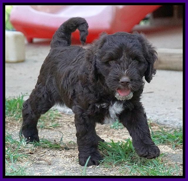 Sundae Camo pups 7 wks old 111