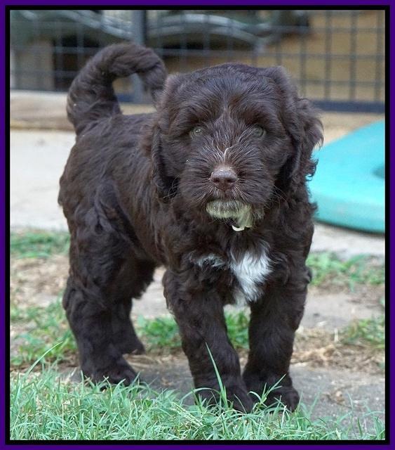 Sundae Camo pups 7 wks old 121