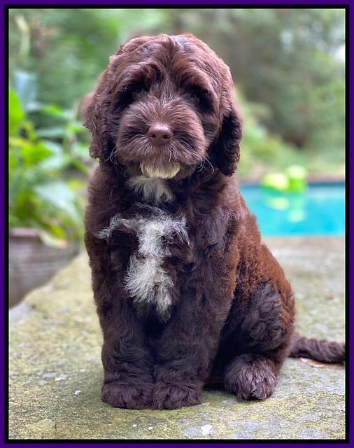 Sundae Camo pups 8 wks old 1200