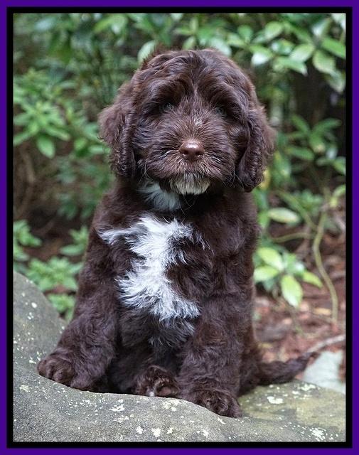 Sundae Camo pups 8 wks old 2200