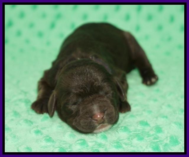 Sundae Camo pups Newborn 31