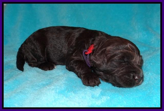 Sundae Dansby pups 2 wks old 71