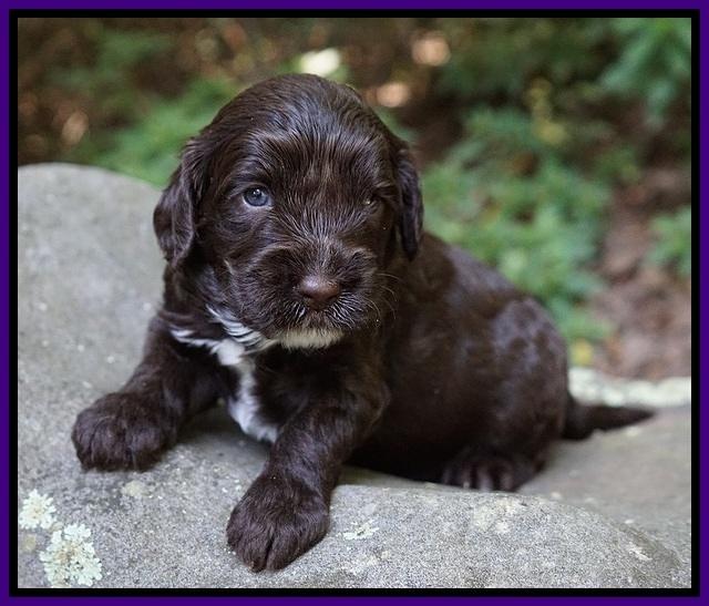 Sundae Dansby pups 3 wks old 111