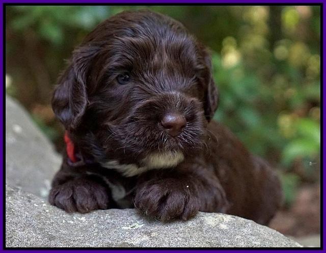 Sundae Dansby pups 3 wks old 81