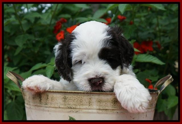 Sundae Camo Pups 5 wks old 171