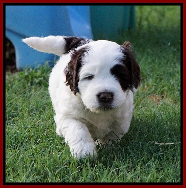 Sundae Camo Pups 5 wks old 181