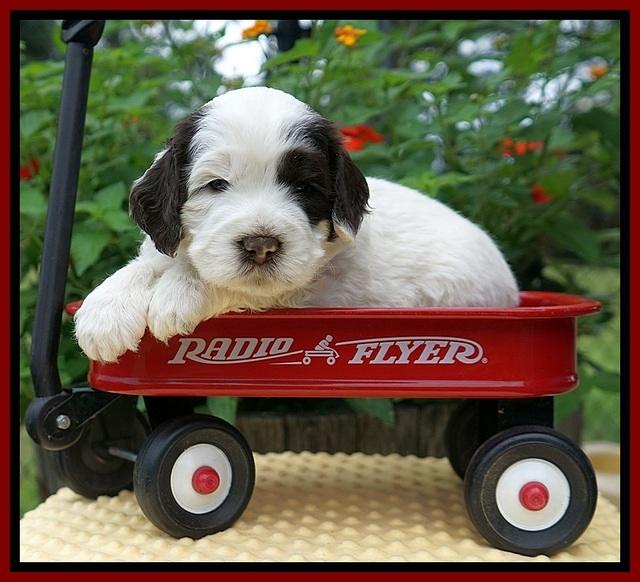 Sundae Camo pups 4 wks old 171