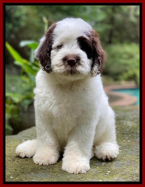 Sundae Camo pups 8 wks old 6200