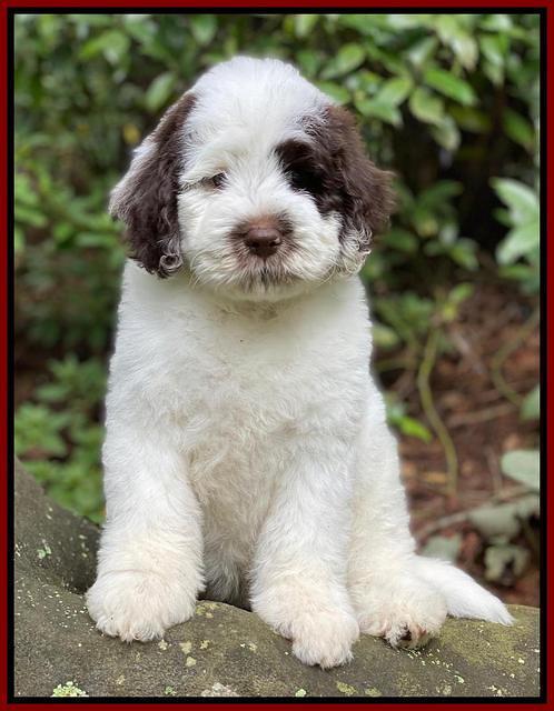 Sundae Camo pups 8 wks old 7200